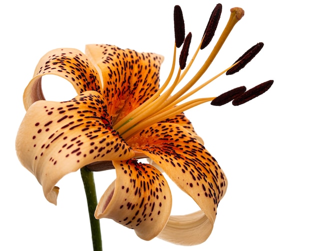 Photo big yellow flower of brindle lily isolated on white background