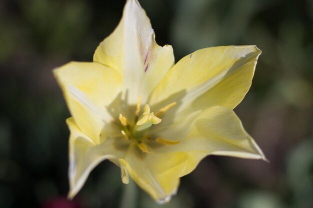 Big yellow flower growing in the garden