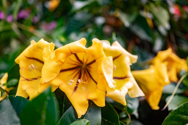 Big yellow flowers of Chalice cup vine or cup of gold Exotic tropical flora in bloom Solandra maxima blossoms on green leaves background in Tenerife Canary islands Spain Summer nature wallpaper