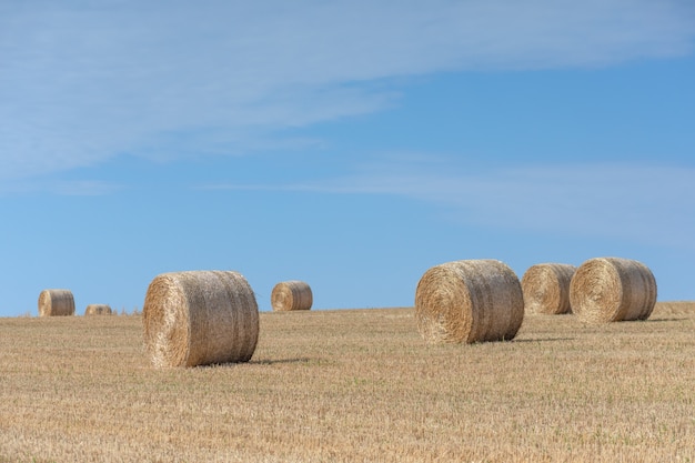 Big yellow round bales of straw on the field