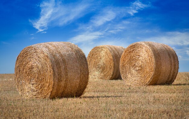 Big yellow round bales of straw on the field