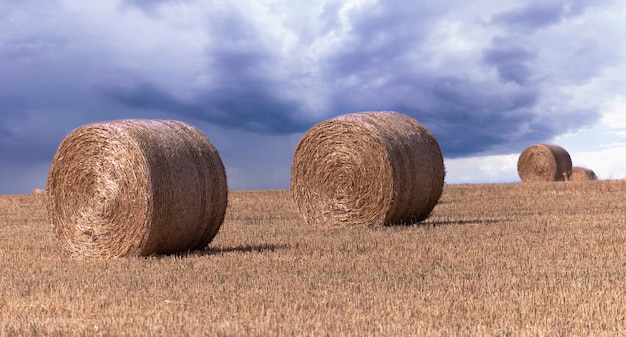 Photo big yellow round bales of straw on the field