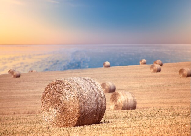 Big yellow round bales of straw