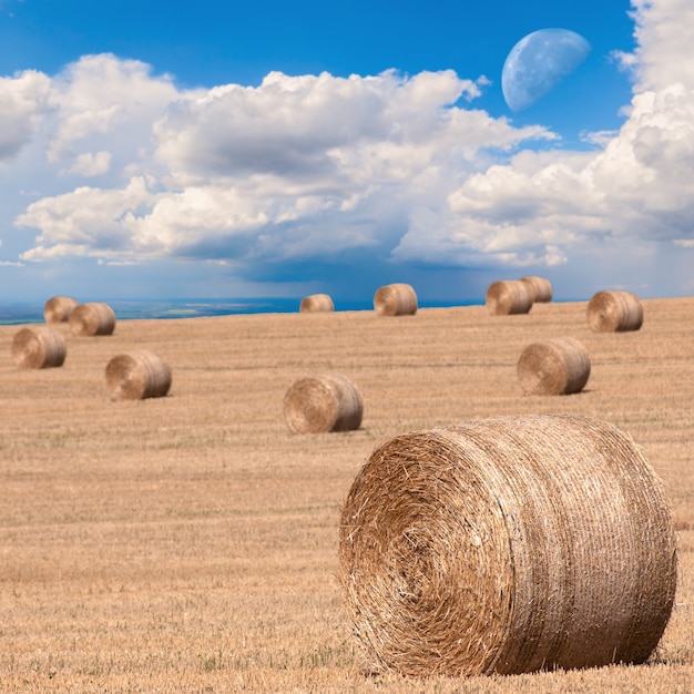 Big yellow round bales of straw