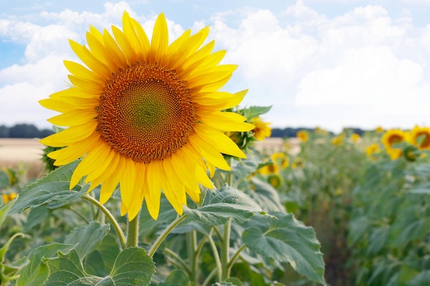 Big yellow sunflower on a green field blue sky background