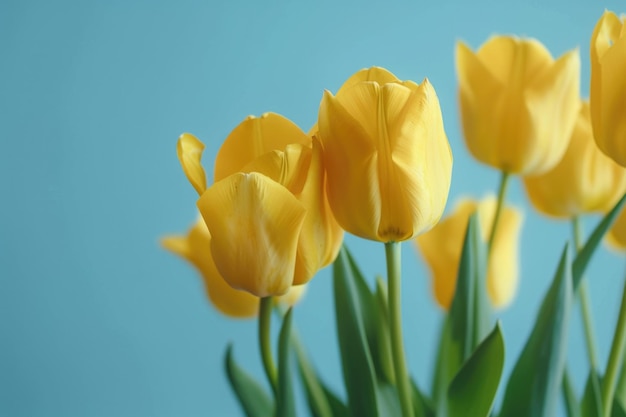 Big yellow tulips blooms in front of a plain blue background