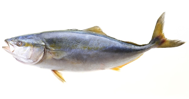 Photo big yellowtail fish on white background