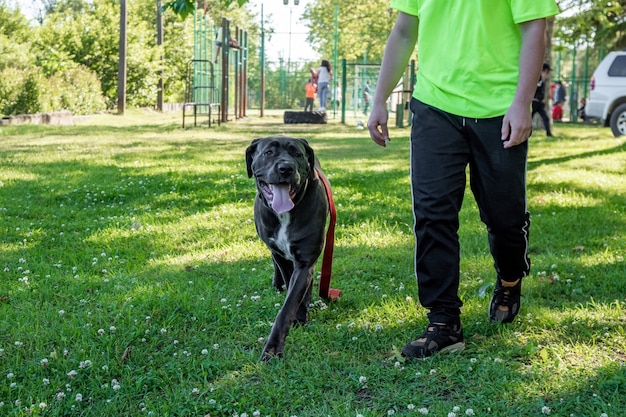 Big young cane corso playing in the grass with owner, animal