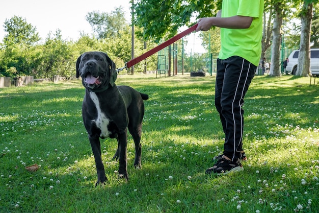 Big young cane corso walking in the grass with owner, animal