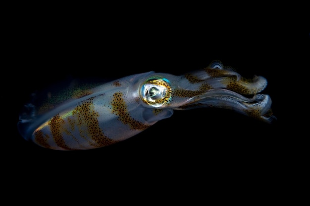 Bigfin Reef Squid hunts at night. Sea life of Bali, Indonesia.