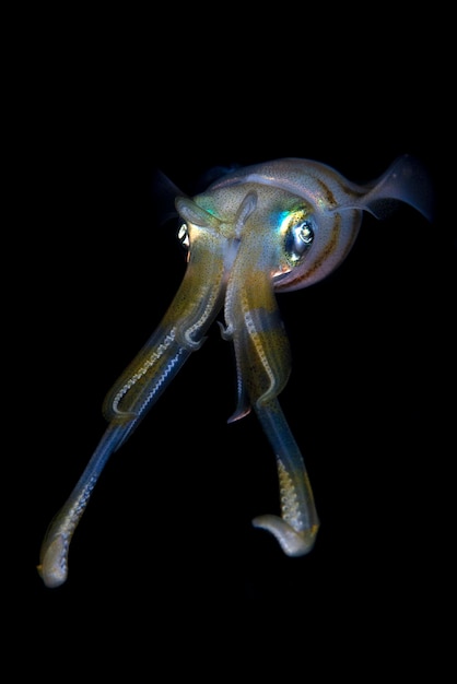 Bigfin Reef Squid hunts at night. Sea life of Bali, Indonesia.