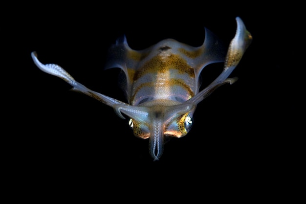 Bigfin Reef Squid jaagt 's nachts. Zeeleven van Bali, Indonesië.