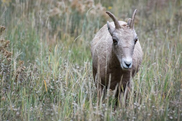 Снежный баран Ovis canadensis на склоне холма в Вайоминге