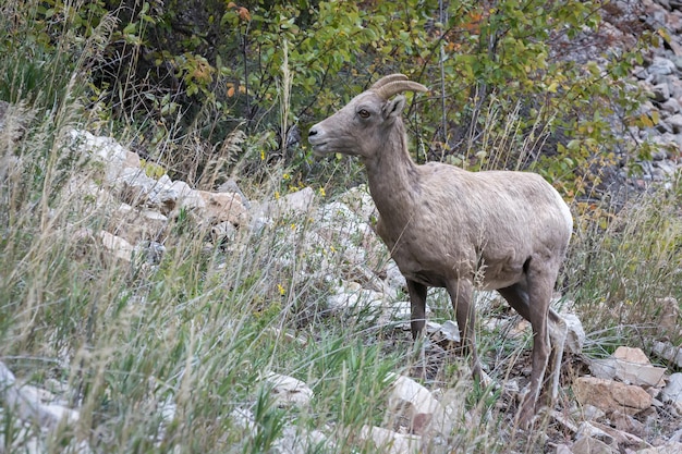 Снежный баран Ovis canadensis на склоне холма в Вайоминге