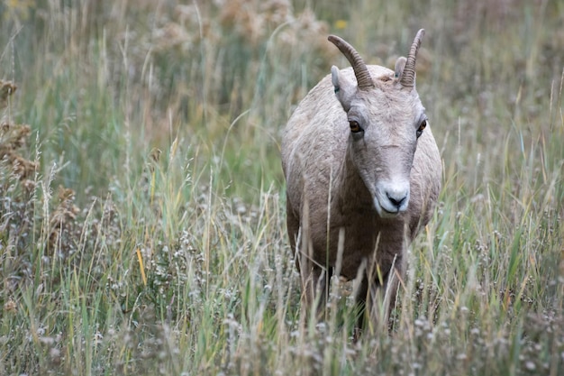 와이오밍 주 언덕에 있는 Bighorn Sheep Ovis Canadensis