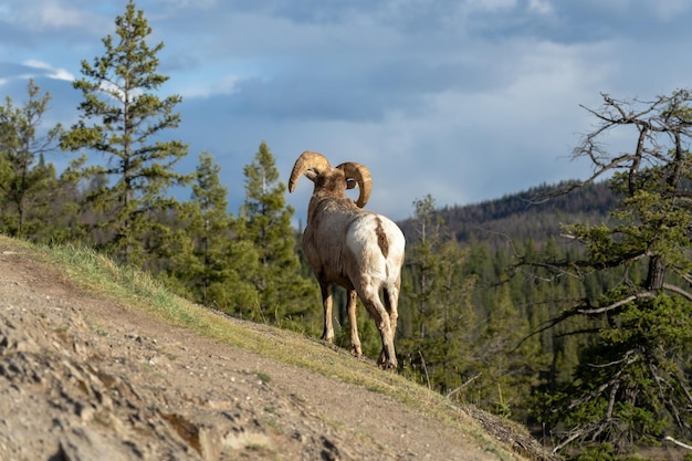 Bighorn sheep Ovis canadensis ram climbing foraging on cliff