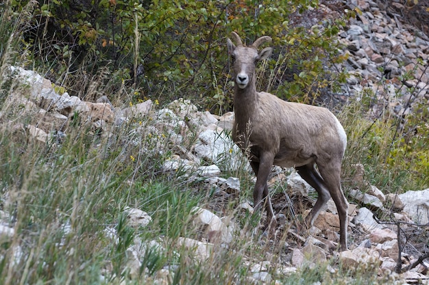 큰뿔양(Ovis canadensis)