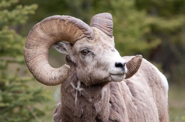Photo bighorn sheep with long horns and curled hair looking straight ahead