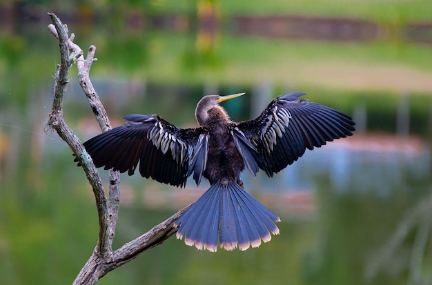 The biguatinga anhinga anhinga is a water bird that draws
attention by its size
