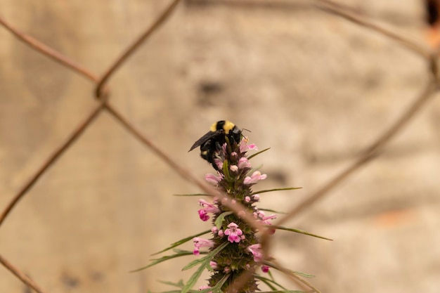 Bij bekend als mamangava in de Portugese wetenschappelijke naam Bombus terrestris die een bloem bestuift