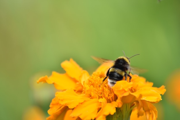 Bij bestuift bloem in tuin