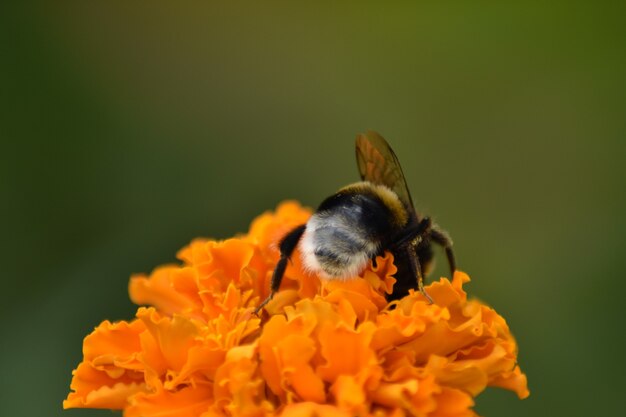 Bij bestuift bloem in tuin