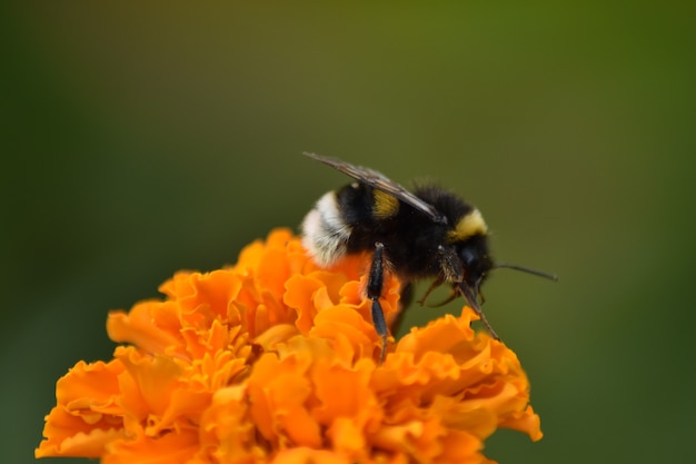 Bij bestuift bloem in tuin