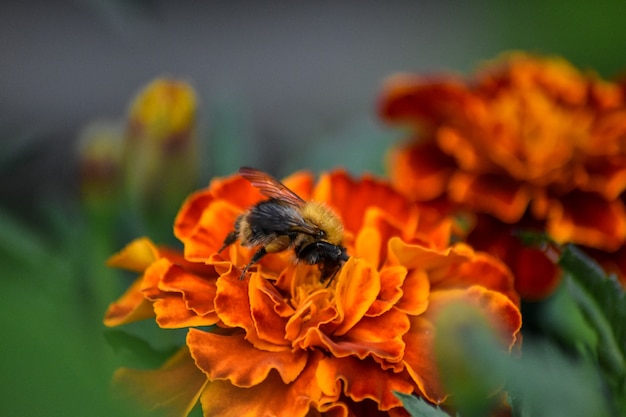 bij bestuift bloem in tuin