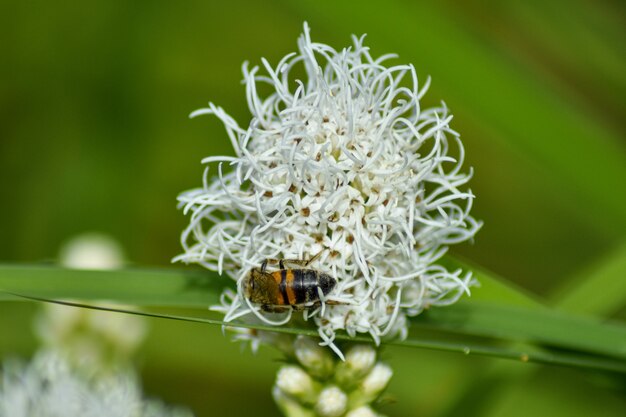 Bij bestuift bloem in zomertuin