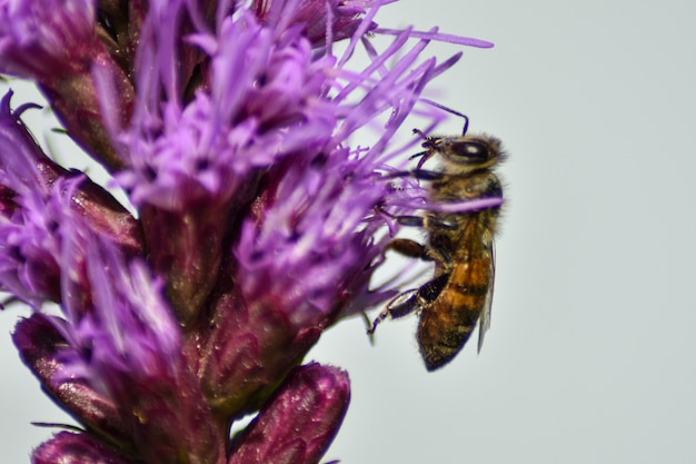 Bij bestuift bloem in zomertuin