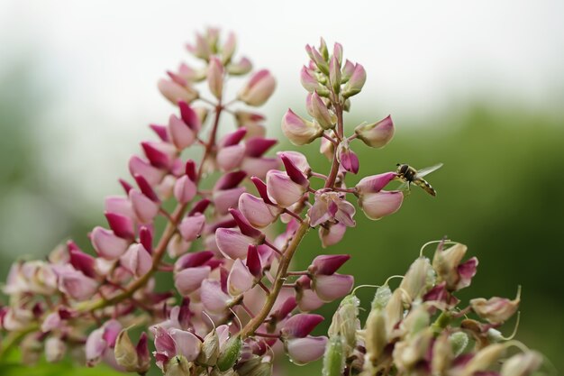 Bij bestuift bloemen van lupine. creatieve zomer achtergrond