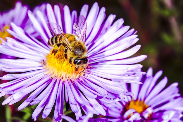 Bij bestuift Pyrethrum in de tuin, achtergrondmacrofoto