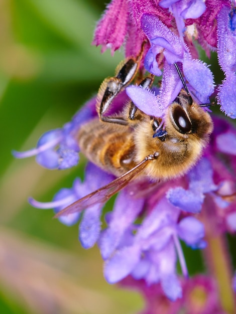 Bij close-up op bloem voor stuifmeelverzameling in het voorjaar of geïsoleerde insect paarse plant en duurzame groei in de natuur Bijen zomerkleur en bestuiving van natuurlijke planten voor milieu in macro