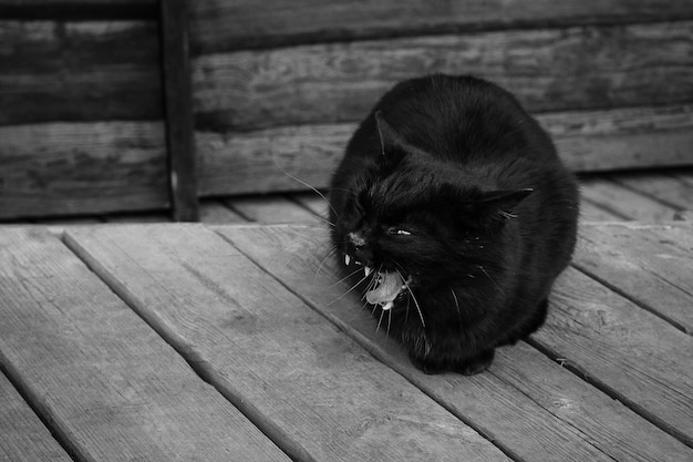 Bij de deur van het oude huis zit zwarte kat bij de gesloten deur De oude veranda in BW foto