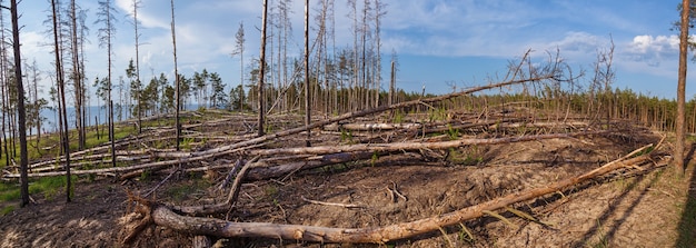 Bij de houtkap in het bos. Bosperceel vrijgemaakt van de bomen. landschap van houtkapstation met veel gekapte bomen