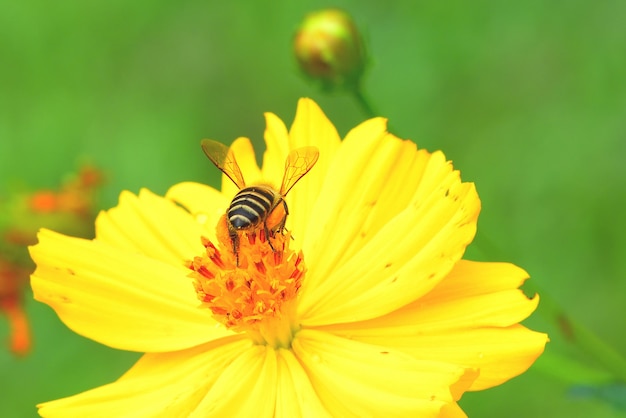 Bij die aan de mooie bloem vliegt