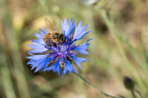 Bij die blauwe korenbloem in de lente op het gebied bestuift