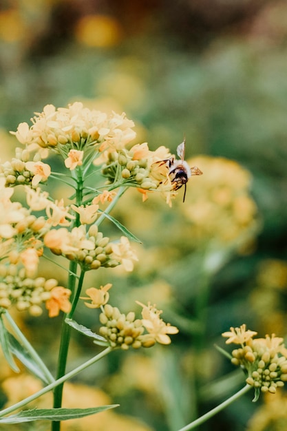 Bij die een gele plant in het wild bestuift