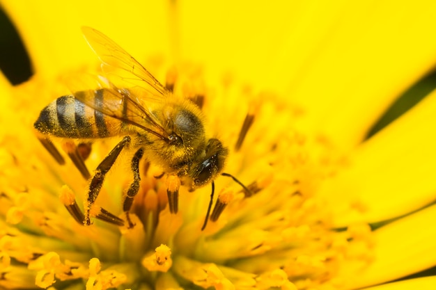 Bij die honing verzamelt op een gele bloem close-up