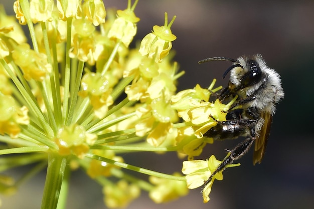 Bij die nectar van de plant verzamelt