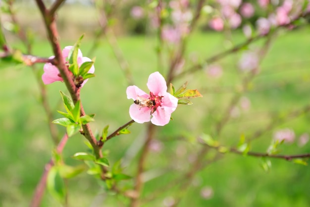 Bij die stuifmeel op een perzikbloem verzamelt. Bijenteelt, plattelandsleven. Lente