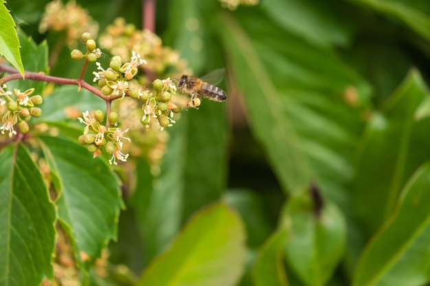 Bij die stuifmeel verzamelt bij gele bloem Bij die over de gele bloem op onscherpe achtergrond vliegt