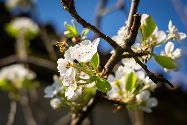 Bij die witte appelbloesems bestuiven op een zonnige dag