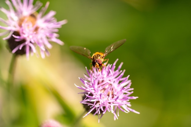 Foto bij en bloem close up van een grote gestreepte bij verzamelt honing op een gele bloem op een zonnige heldere dag macro horizontale fotografie zomer en lente achtergronden