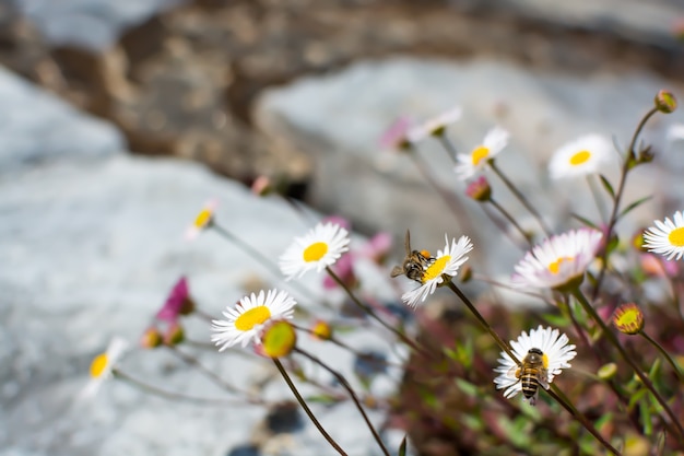 Bij het hangen op wilde bloem