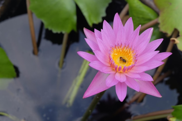 bij in roze lotus