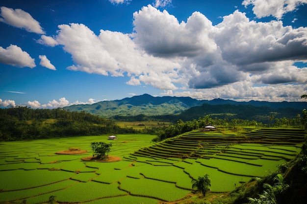 Bij khao kho in Phetchabun Thailand is er een groen rijstveld boven op een berg