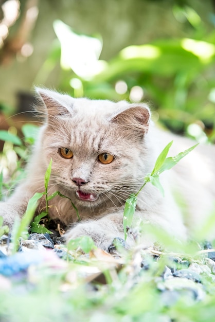 bij, lief huisdier in de tuin