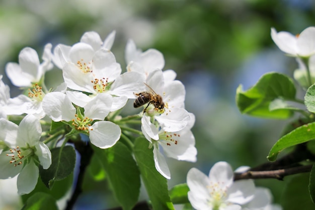 Bij op bloem appelboom verzamelt nectar op zonnige dag