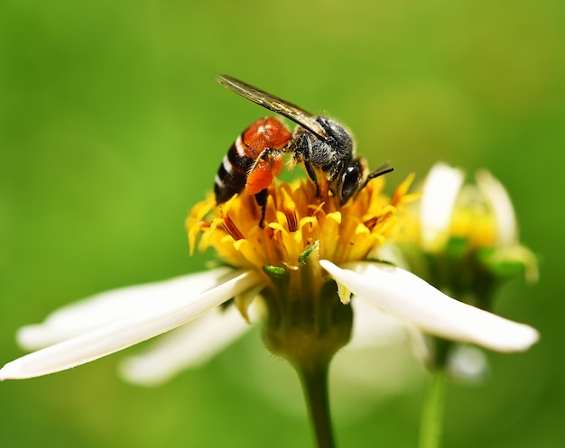 Bij op bloem groene achtergrond